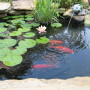Backyard Water Features Design: Small Pond Beautiful Koi Fish Innovative Backyard Water Features