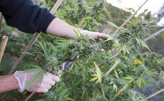 cannabis-harvest-indoors