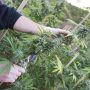 Best Ways To Harvest Marijuana Indoors: Cannabis Harvest Indoors
