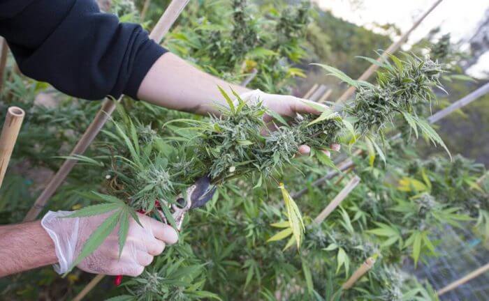 Cannabis Harvest Indoors